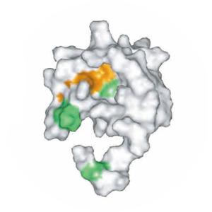 膜タンパク質・糖タンパク質